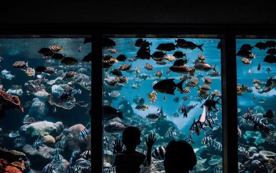 Contemplating the Strength of Curiosity